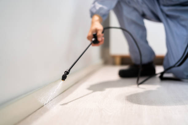 Licensed Ant Control service in Mio, MI - Show Me Pest Control