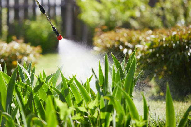 24/7 Emergency Ant Control experts in Mio, MI